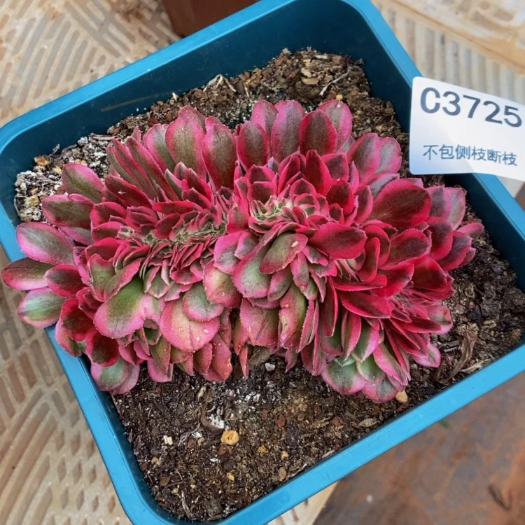 【闪购商品】3725荔枝缀多肉