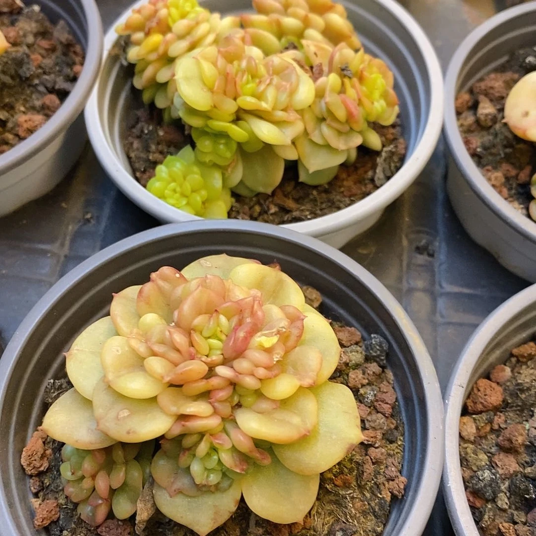 团。腊牡丹锦。福利多多