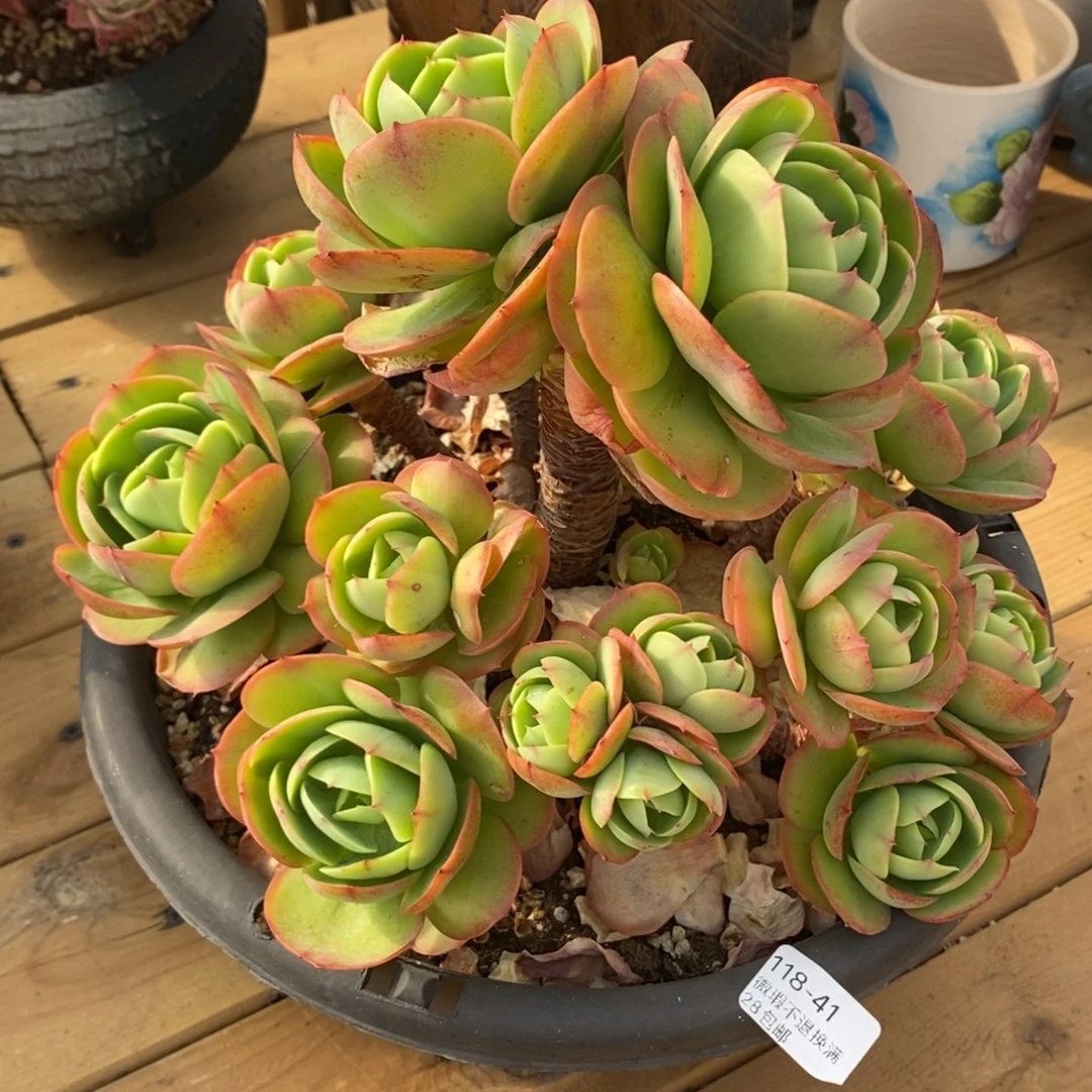 41号多肉大群漂亮