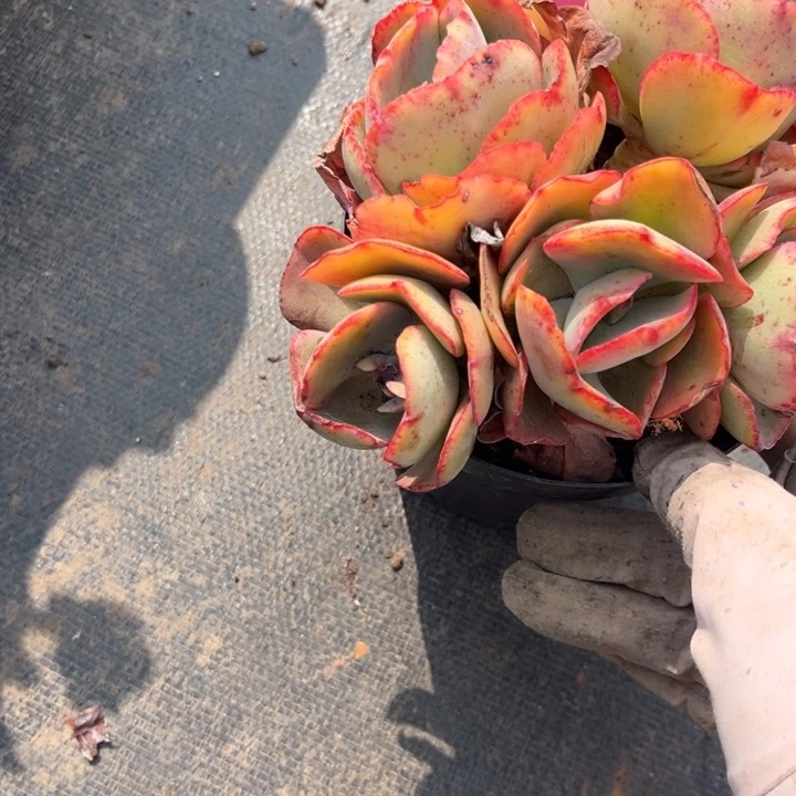 洙****6125 000000000000