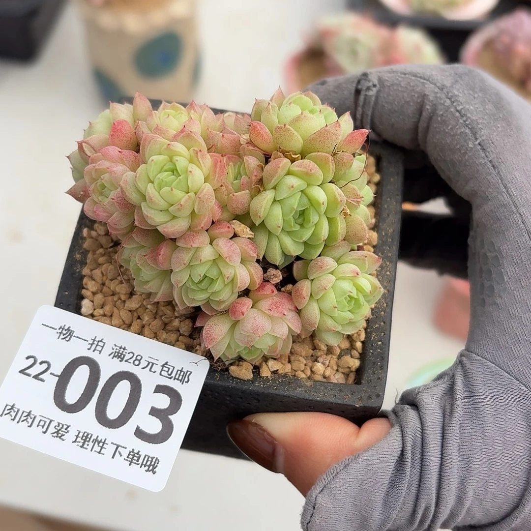 绿心羊脂球无盆土发货