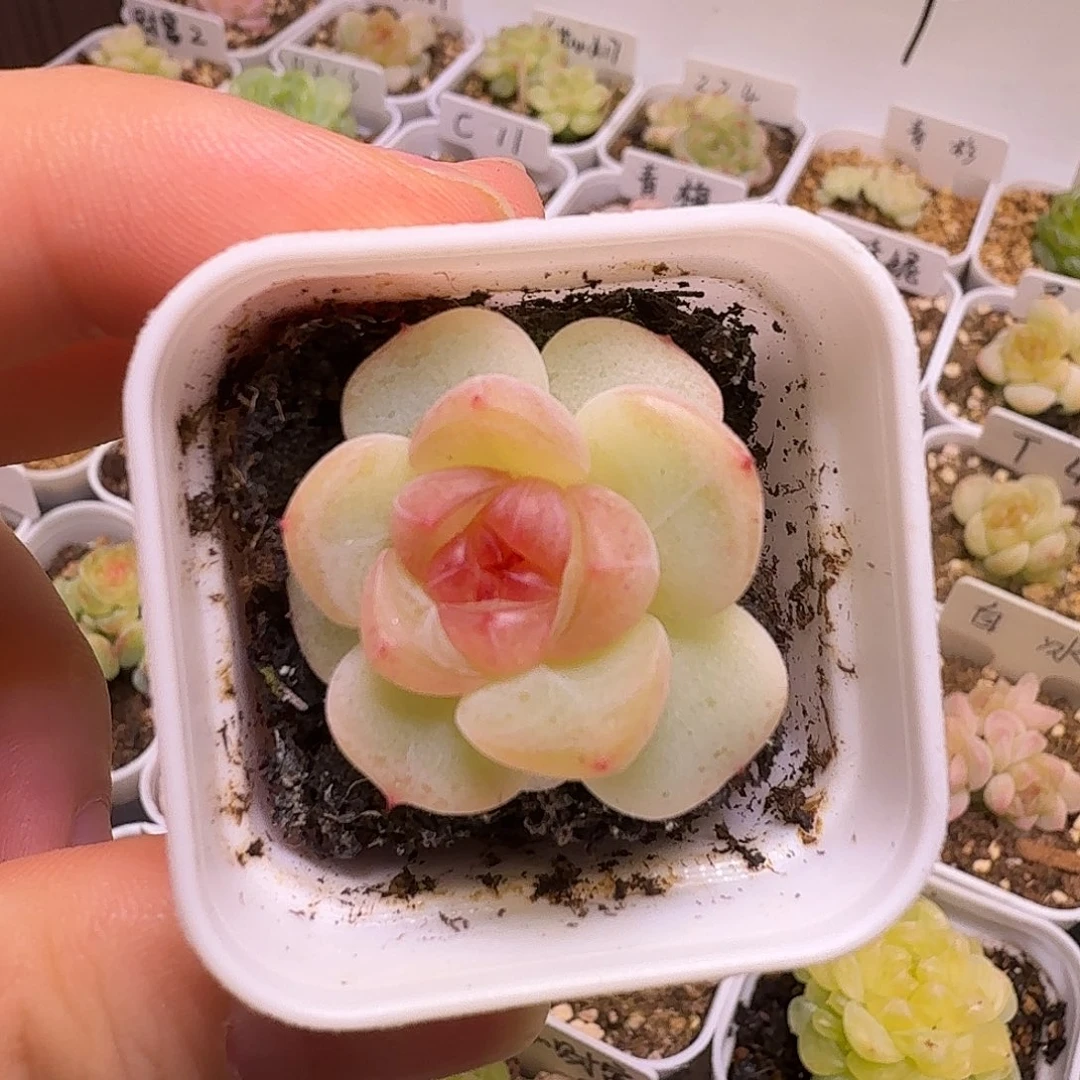 青梅多肉植物一物一拍