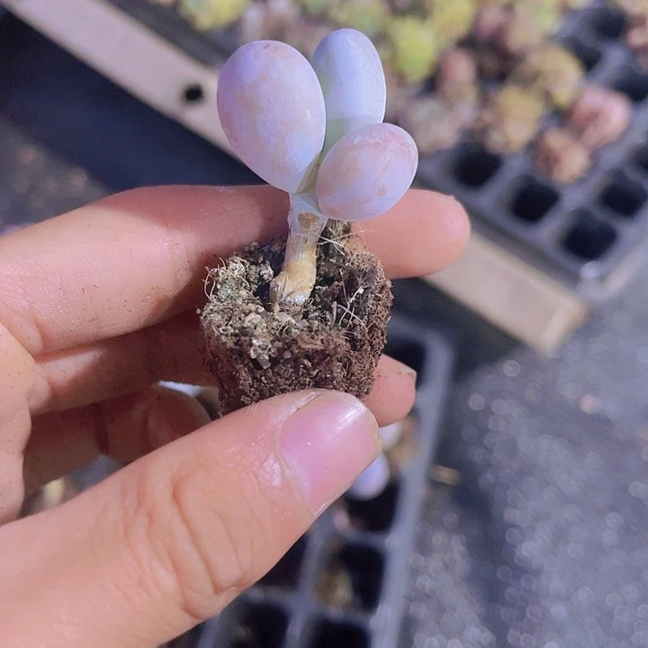 水光针奶酪多肉植物