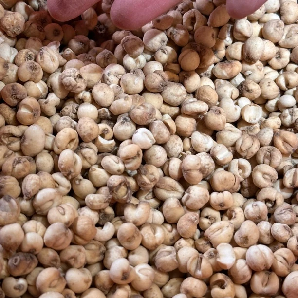 【阿甘甄选】现-收土特产 高-山-贝-M 净含量：50-500g 莲