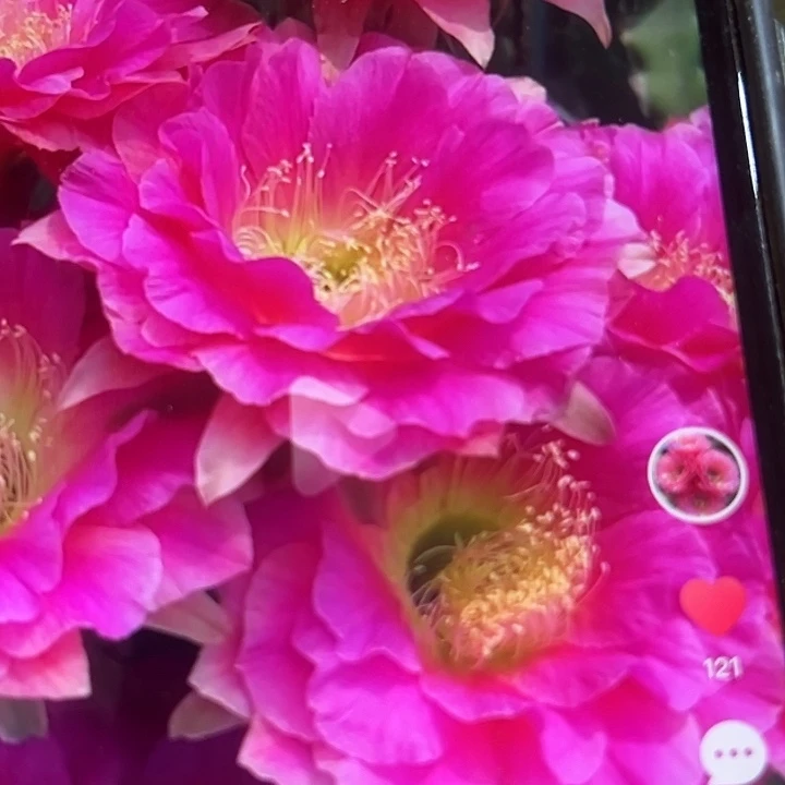 清清3-136侧牙掉刺