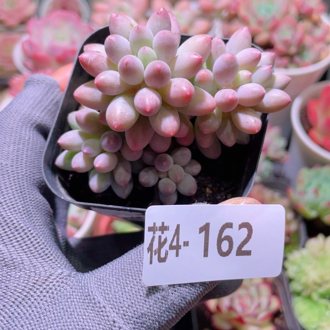 花利美 4-162婴儿手指