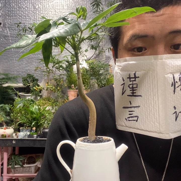 以实际为准盆景绿植盆栽30