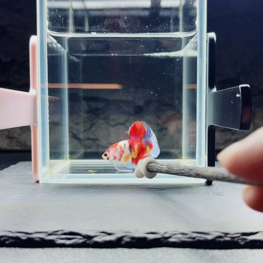 海水鱼宙斯斗鱼竞拍09-19