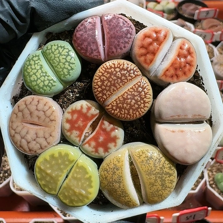 骨*酱生石花1111111。   625