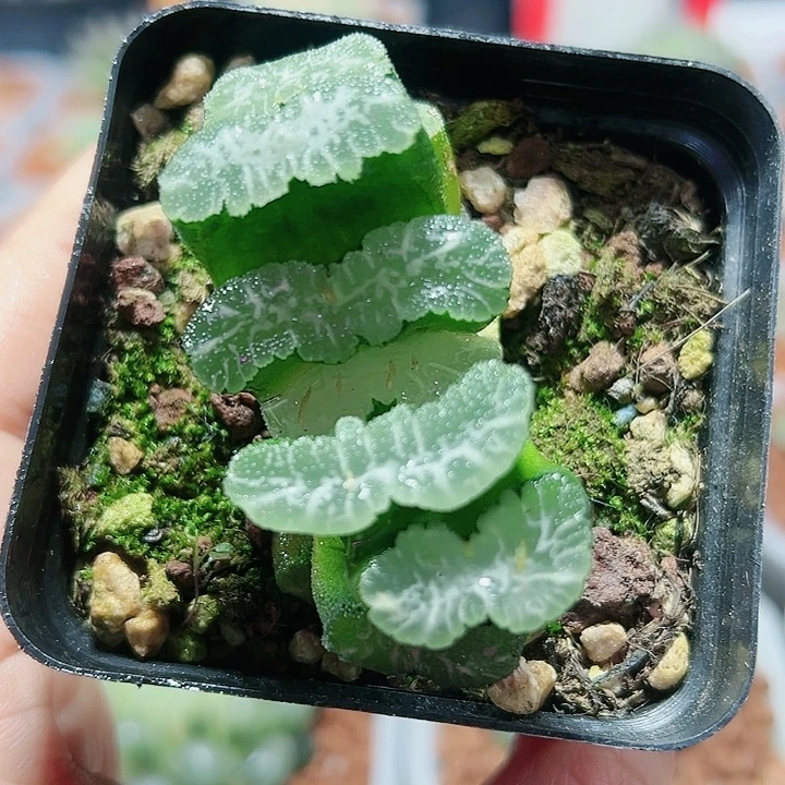 十二卷多肉伊娜鲍尔