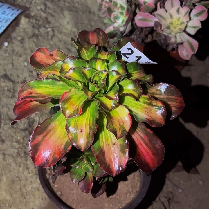 215魅影七彩多肉植物不售后中班