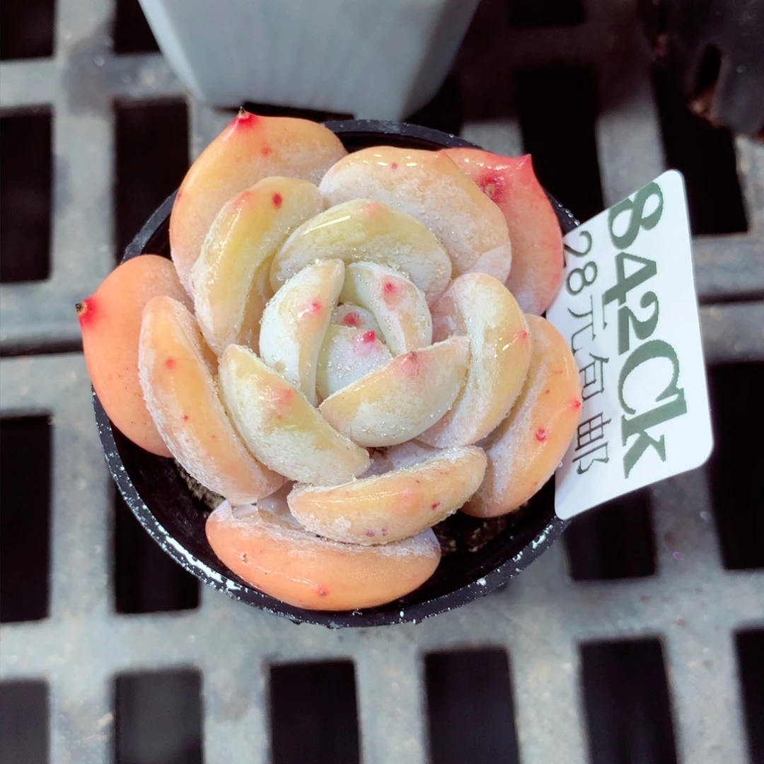 5厘米盆精控多肉842