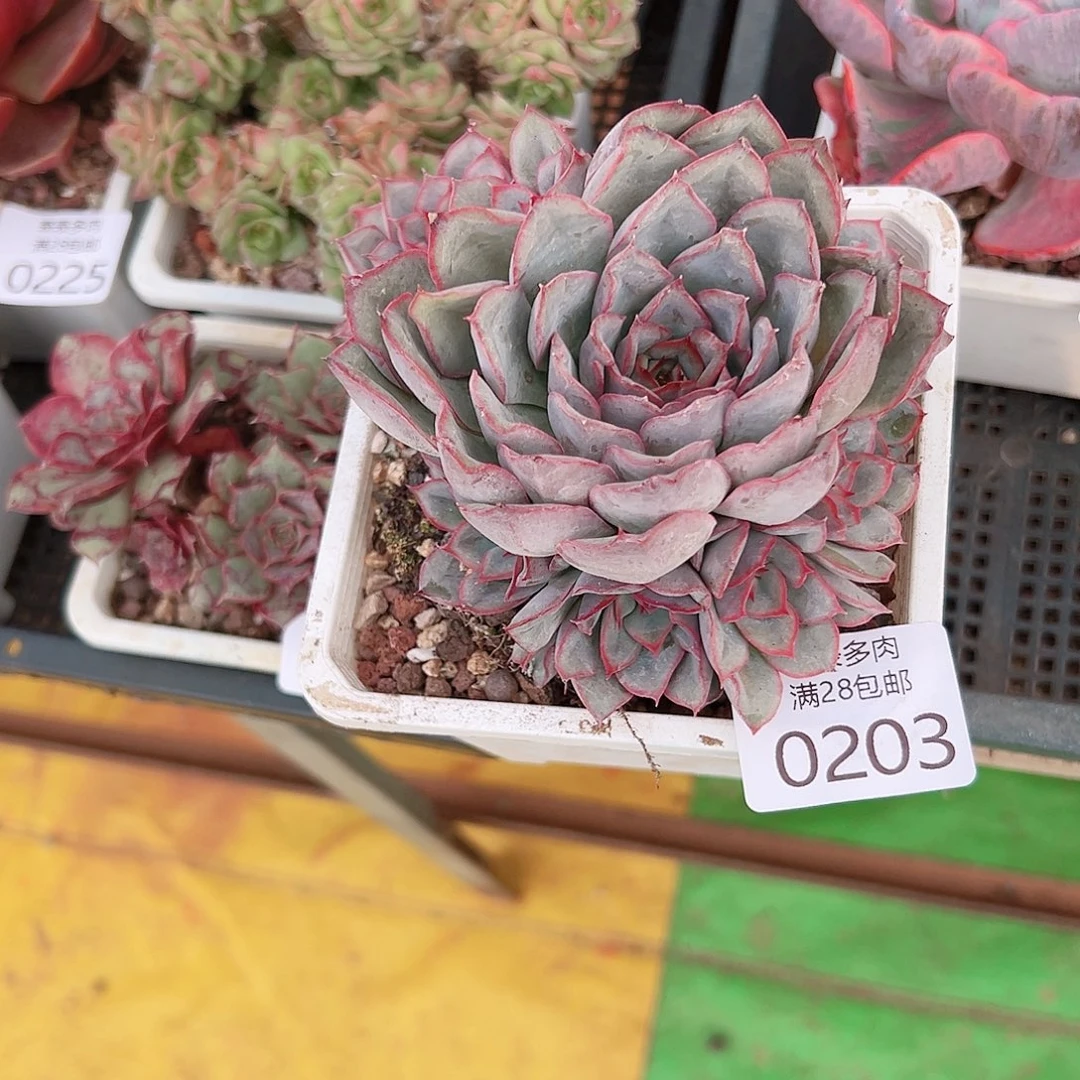 汤***子多肉一物一拍植物0203