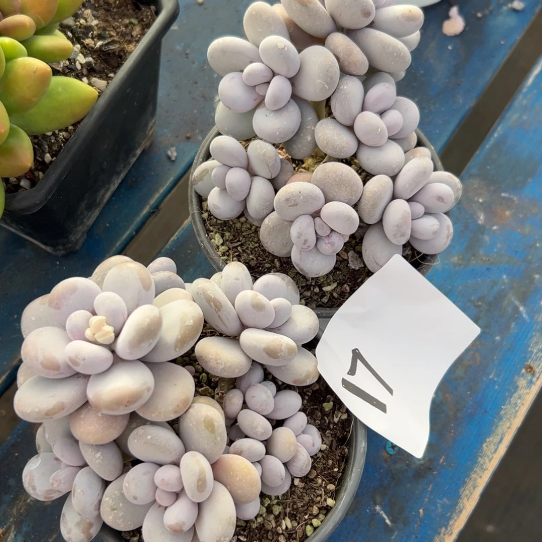 根***的17、更是出差出v拒绝