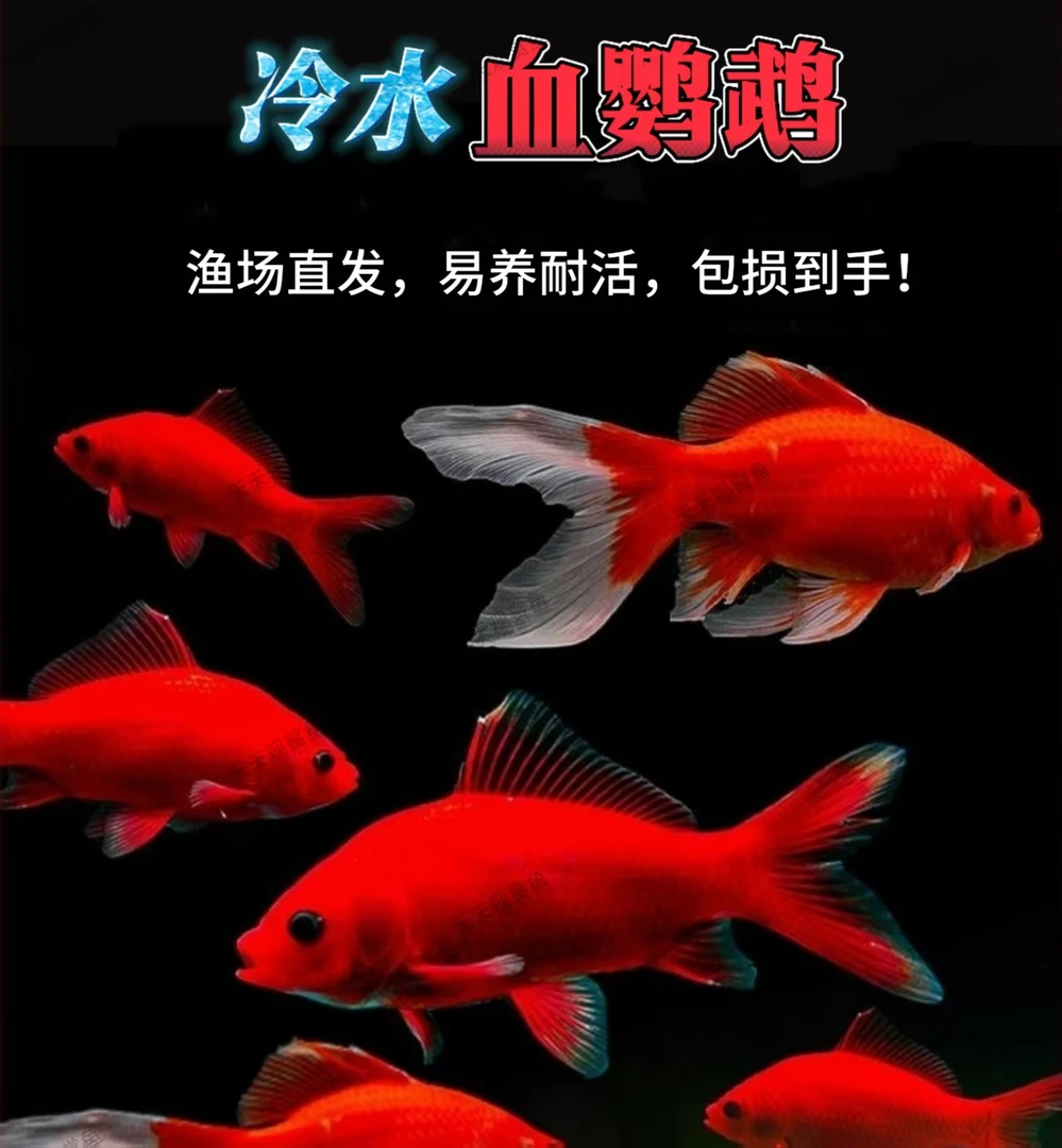 （渔场直发）适合新手耐活好养冷水鹦鹉鱼淡水招财黑眼观赏鱼