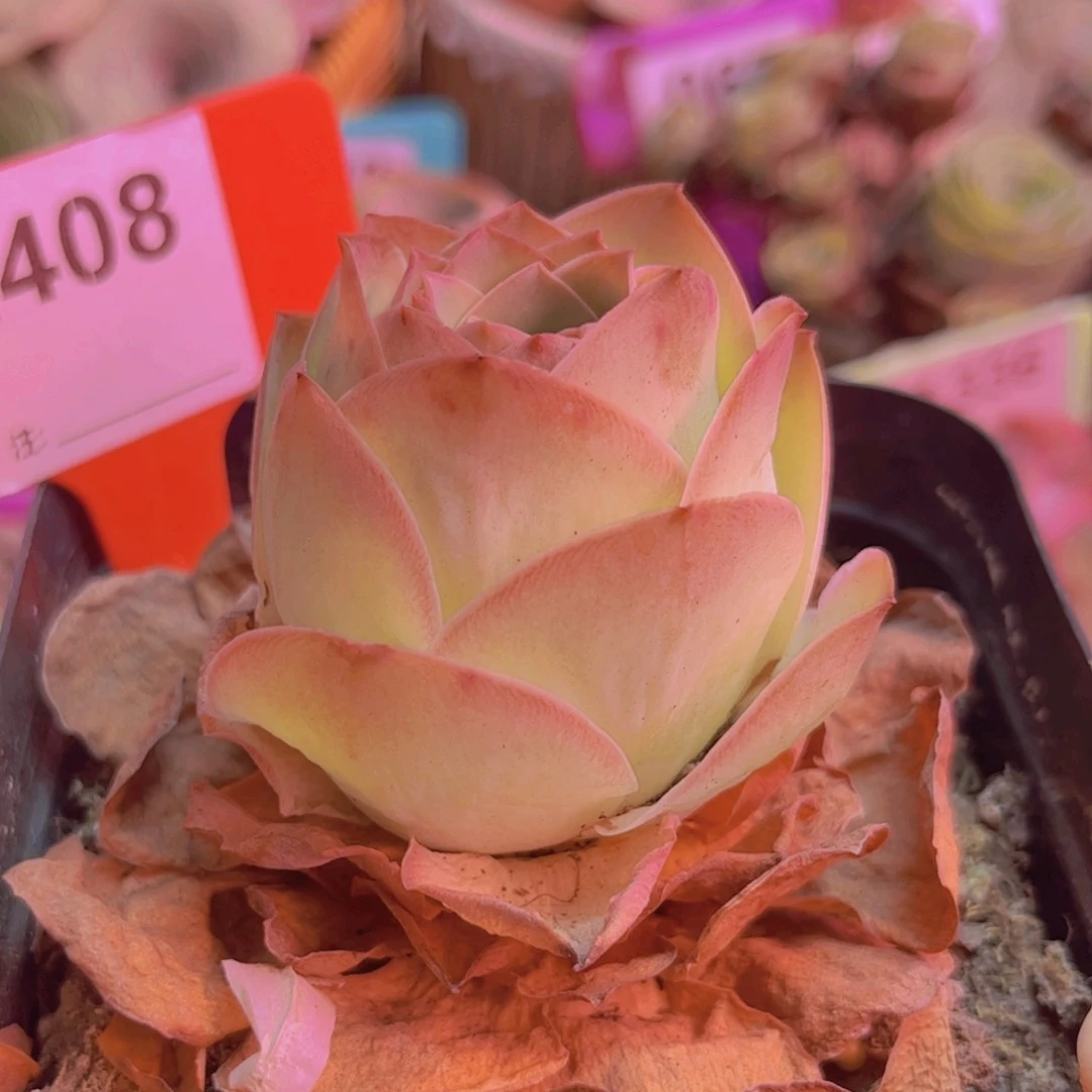 408山地玫瑰粉色