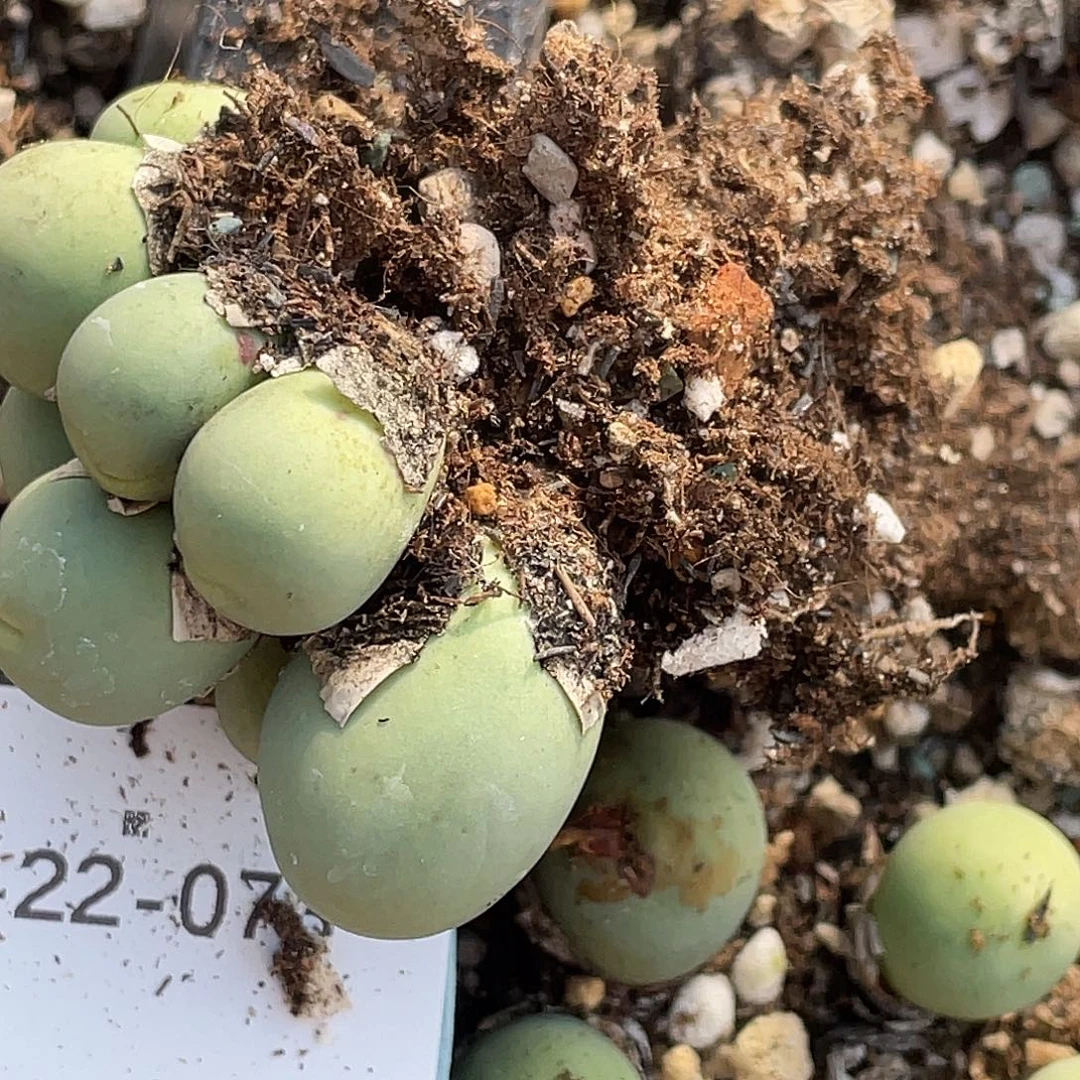 *****22-73肉锥多肉植物