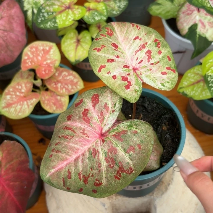 芭提雅泰国彩叶芋01-0811