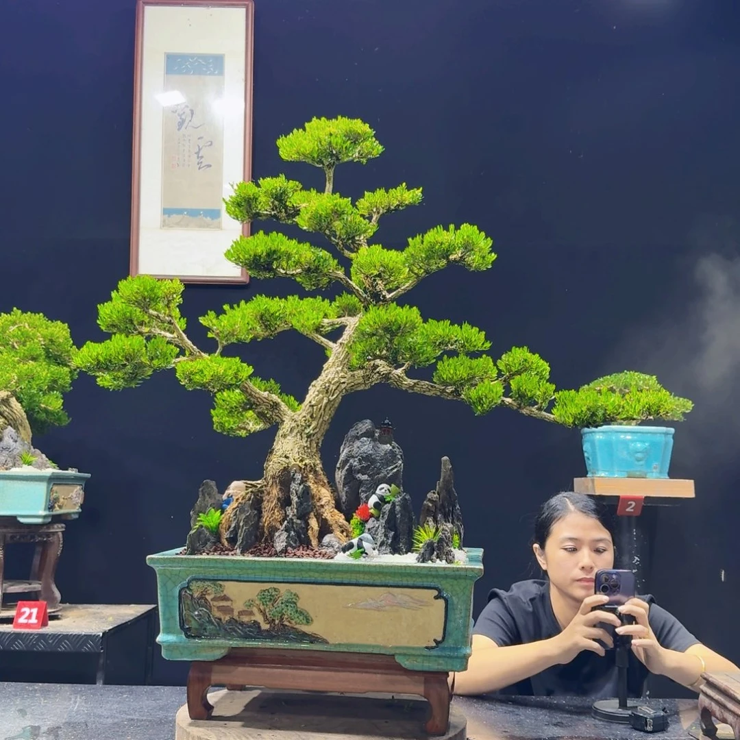无花朵黄杨四季常绿