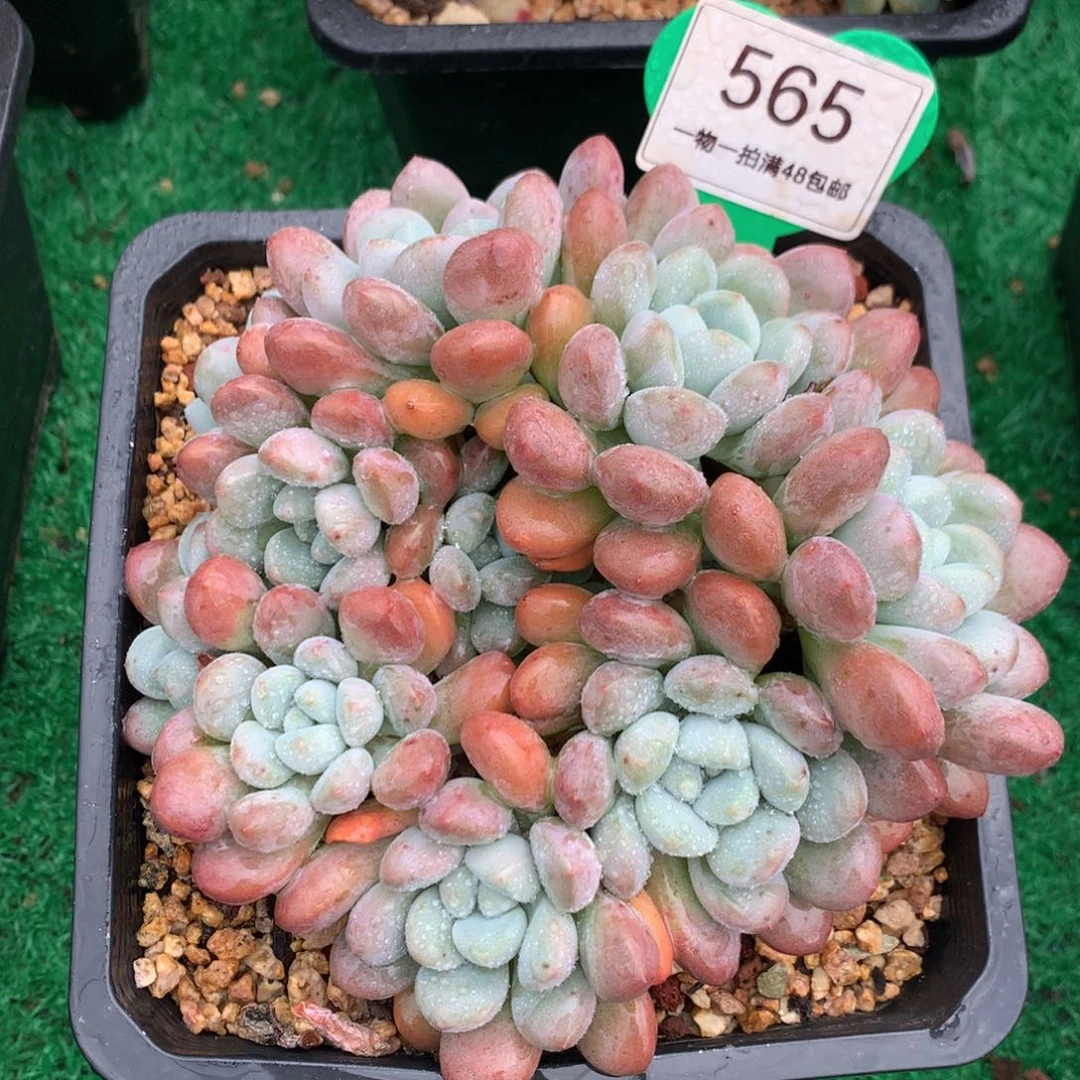 白露老桩无砍平头565