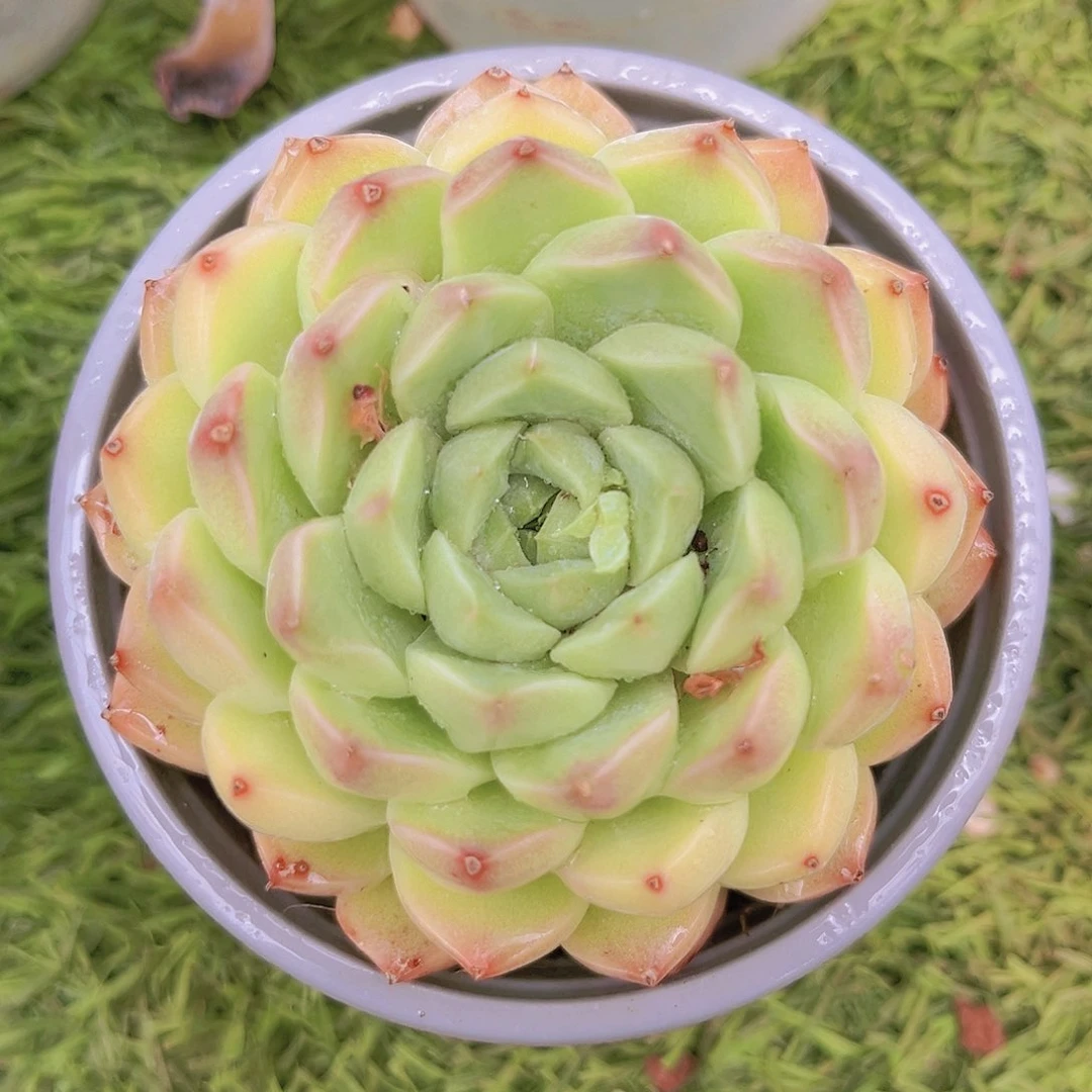 麦秆888888889888888