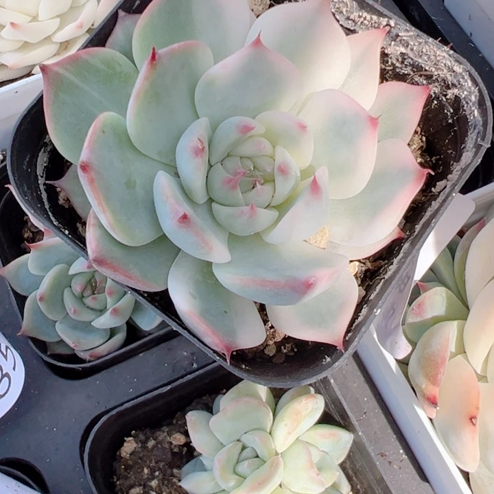 吉娃娃锦多肉植物843