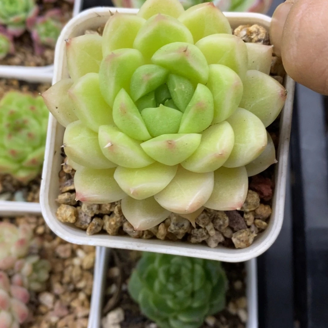 精品多肉一物一拍不包整8