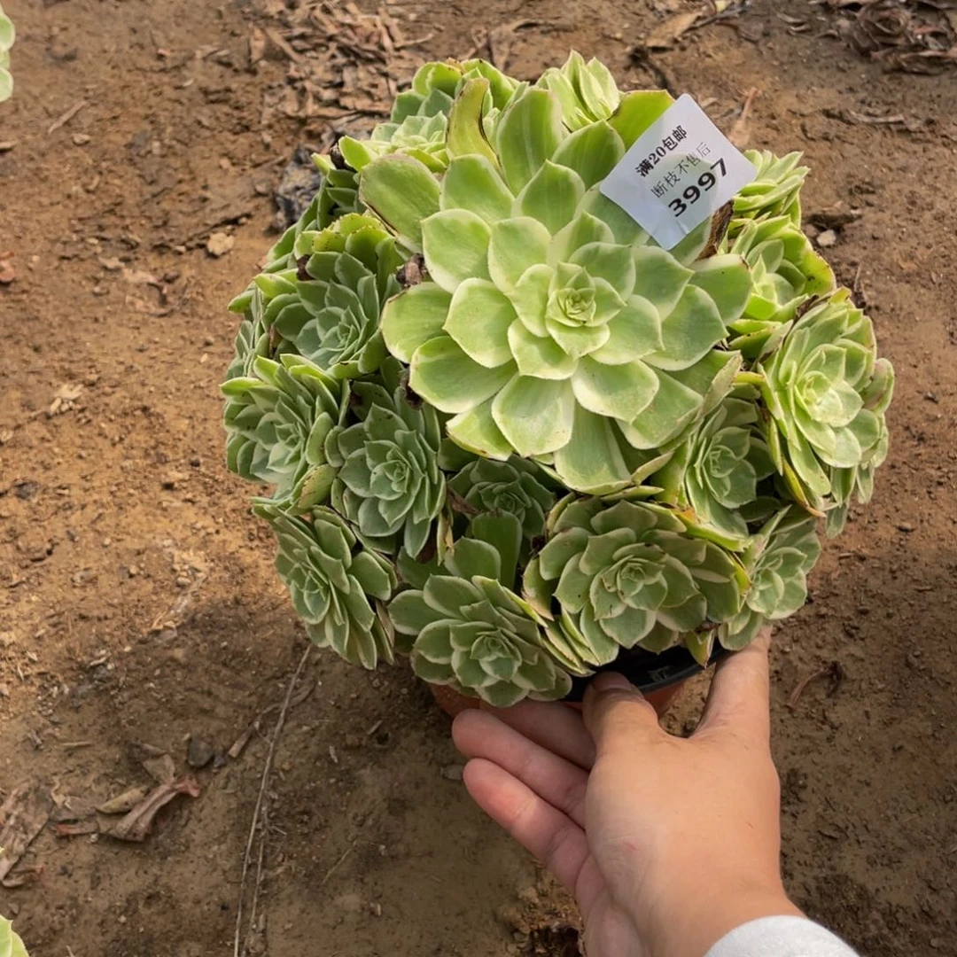 3997万花筒法师多肉断枝不包
