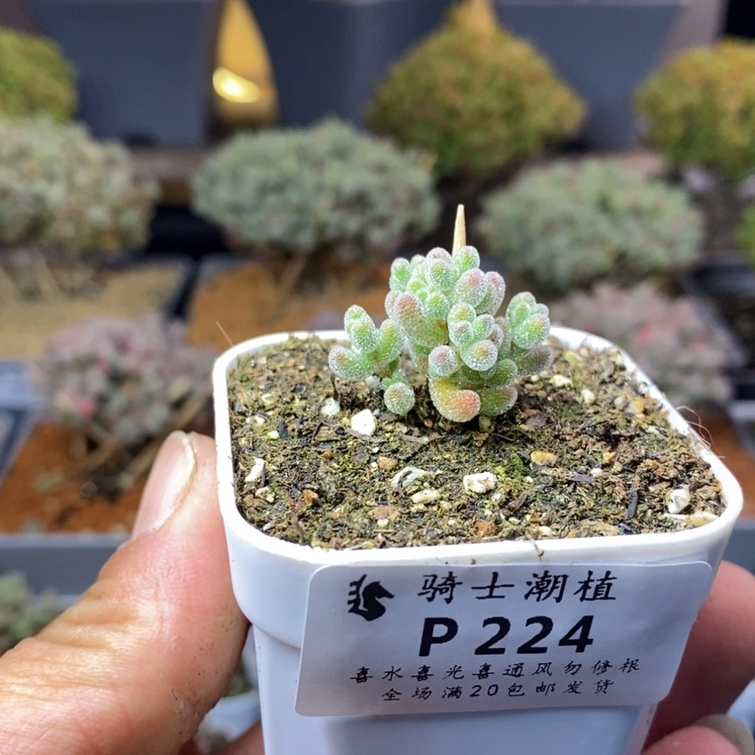 224实生精控优选冰晶多肉