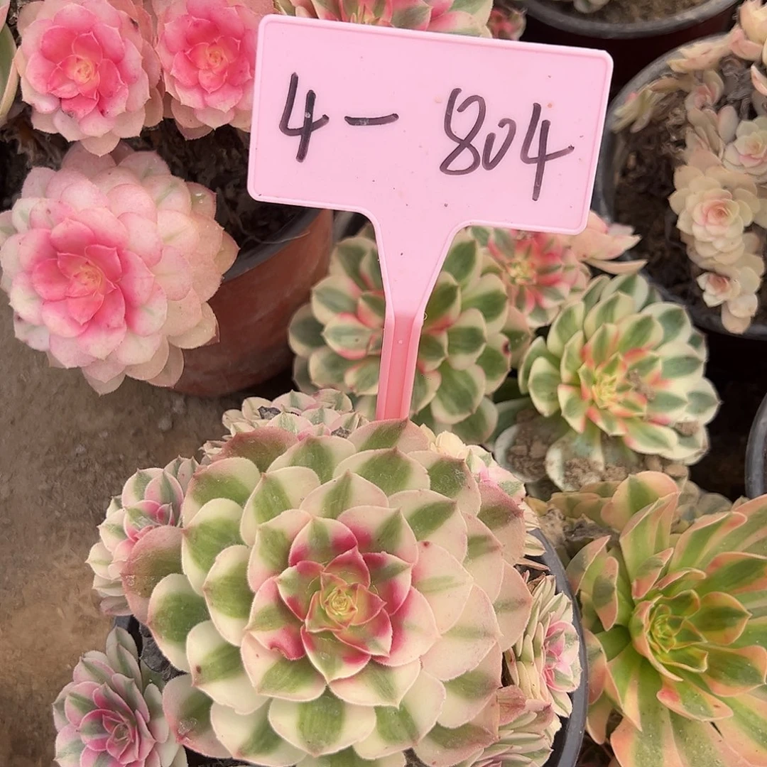 九***青4-804倾城多肉法师