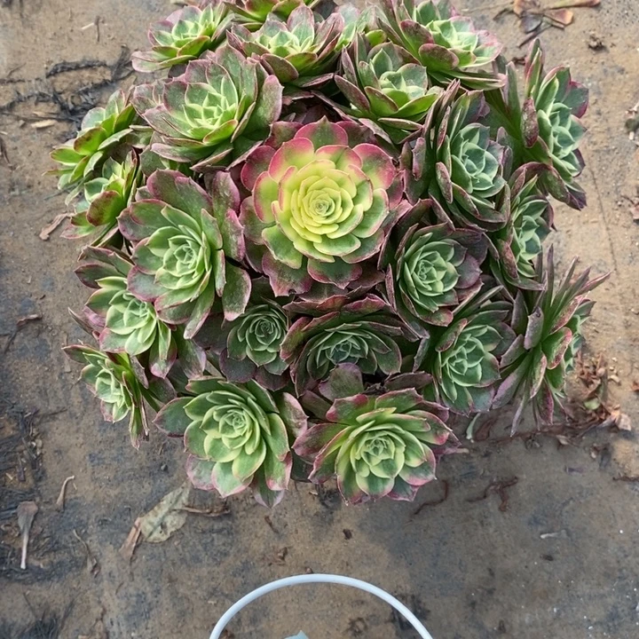 海王43多肉植物法师法师