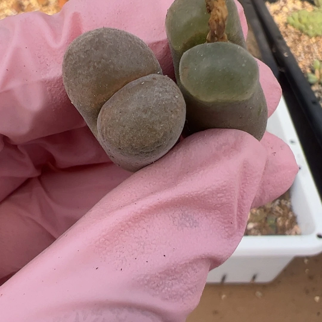 677 好看的多肉冲冲冲q