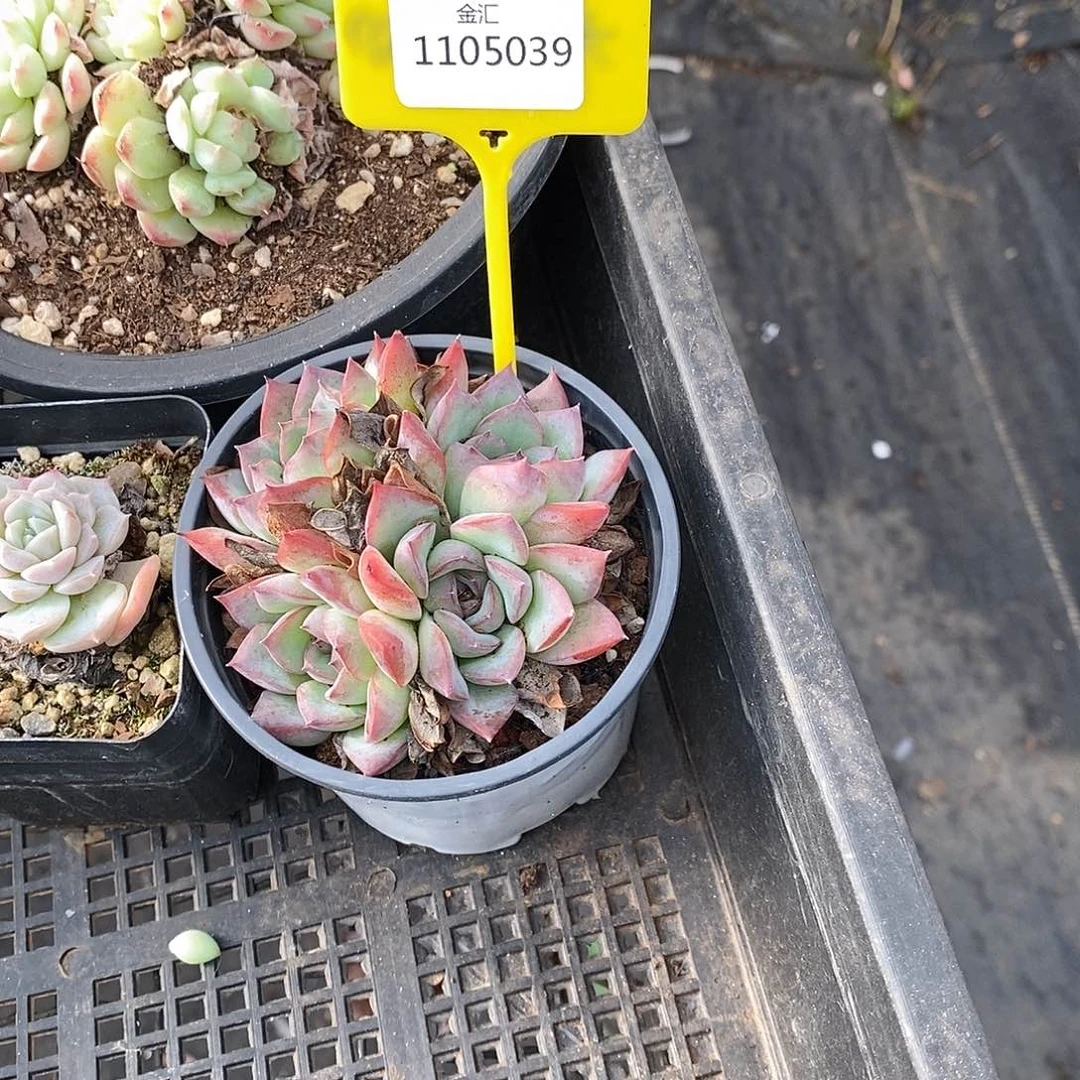 福利多多，1105039