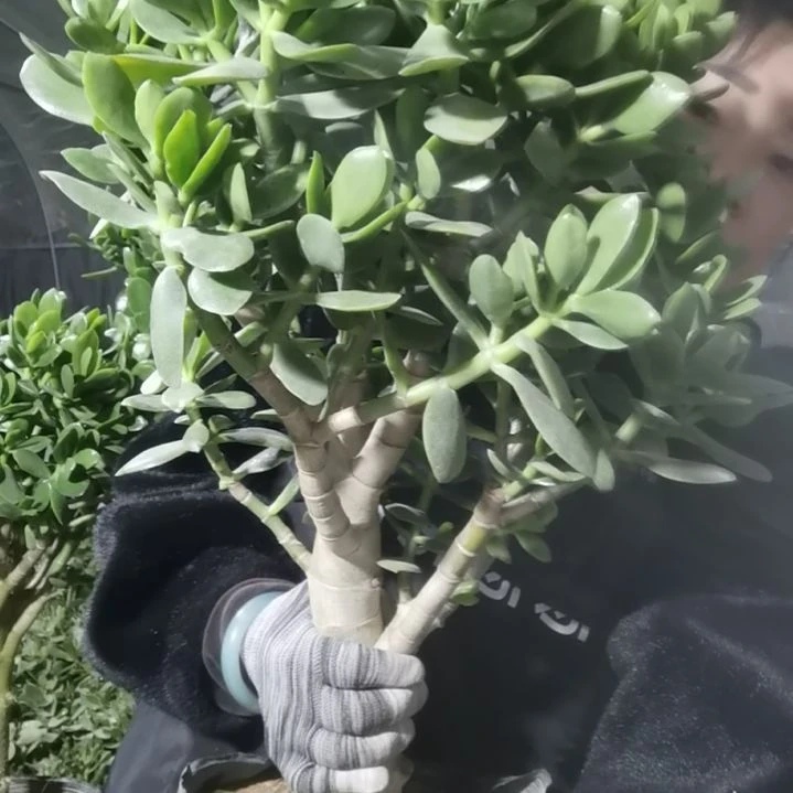 玉树临风玉树临风玉树