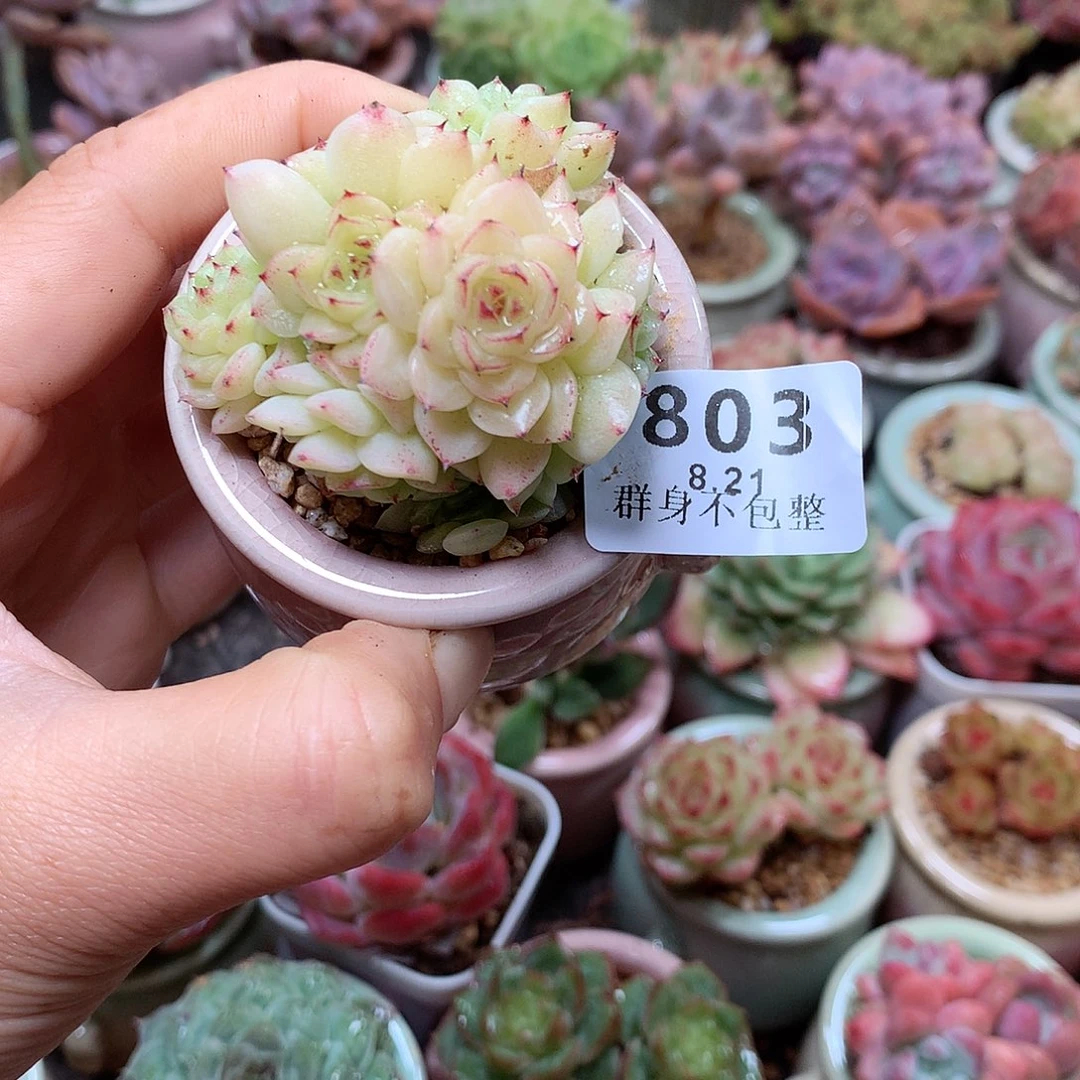 精控拇指盆9.21803
