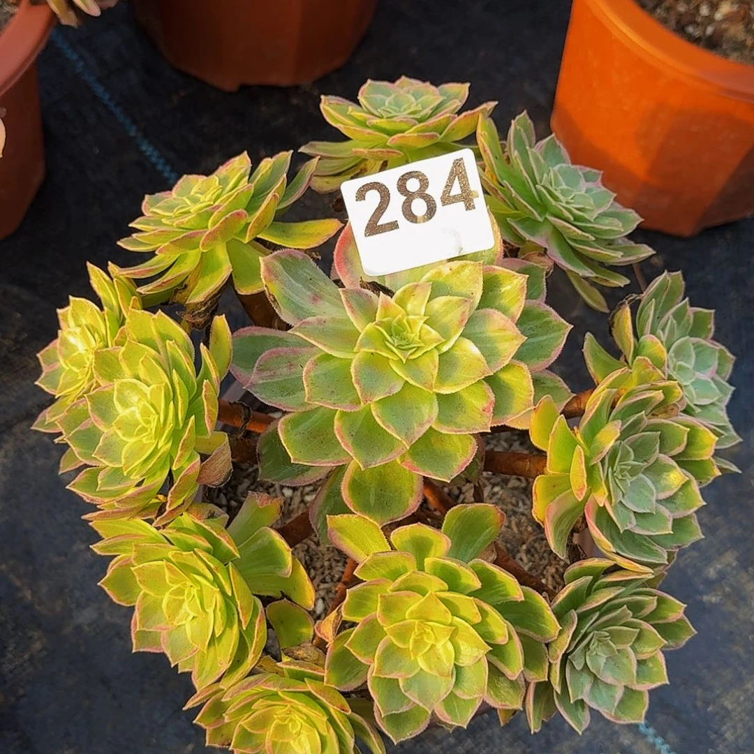 284莲花座大师植物