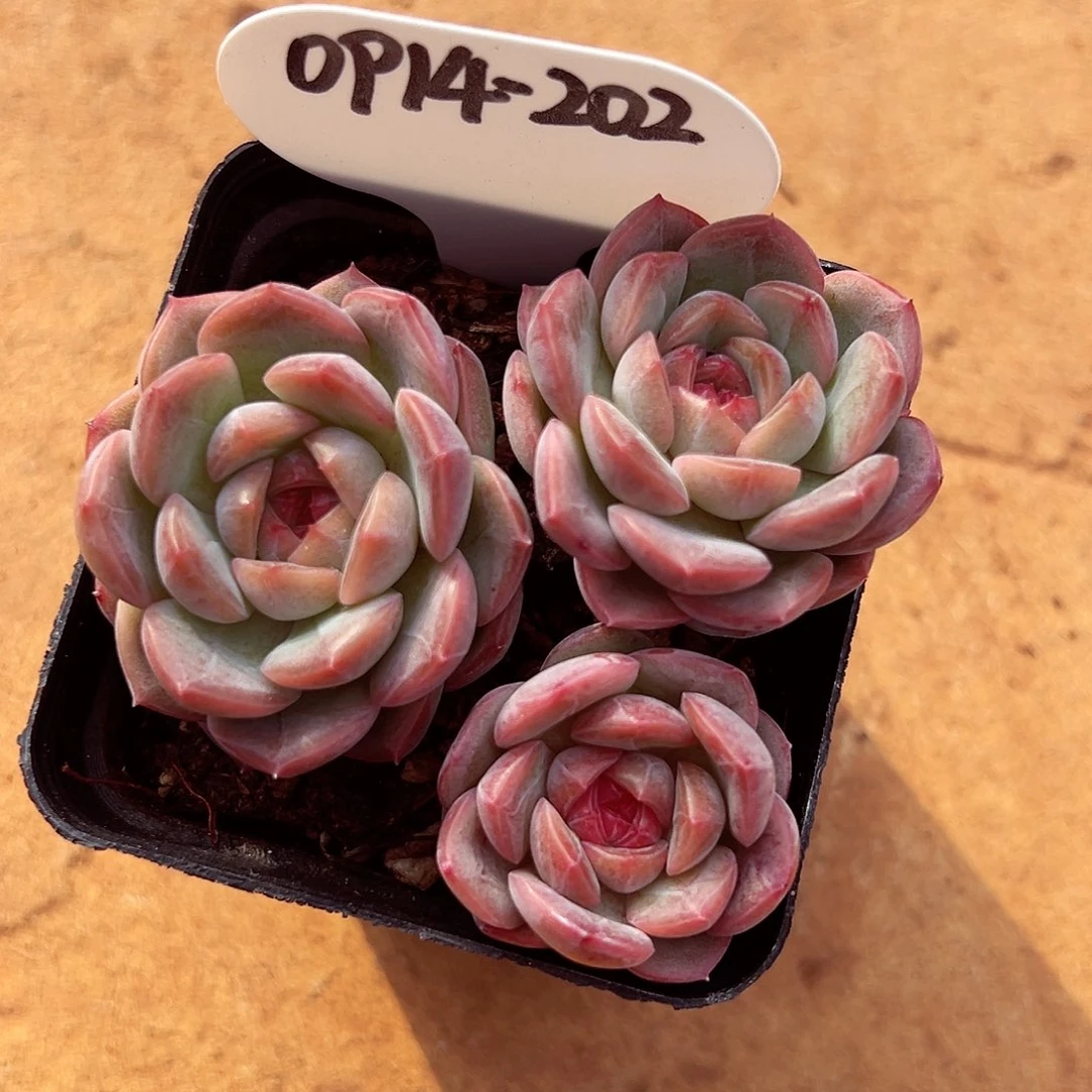 0914-202新品糖心