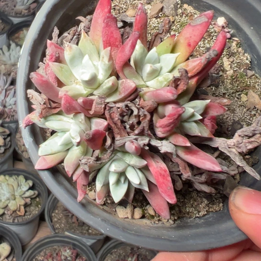 550哈哈哈哈哈哈