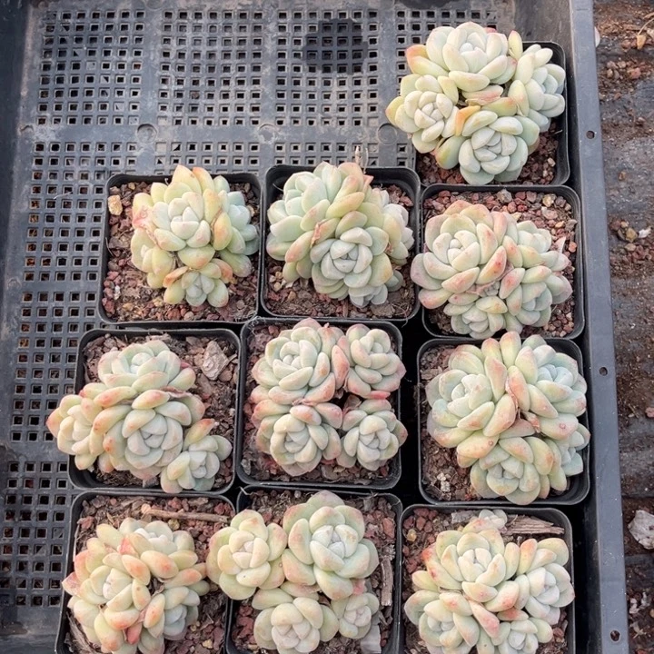 大***闲冰玉多肉七方盆一组10个