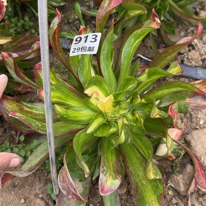 魅影七彩……多肉植物……
