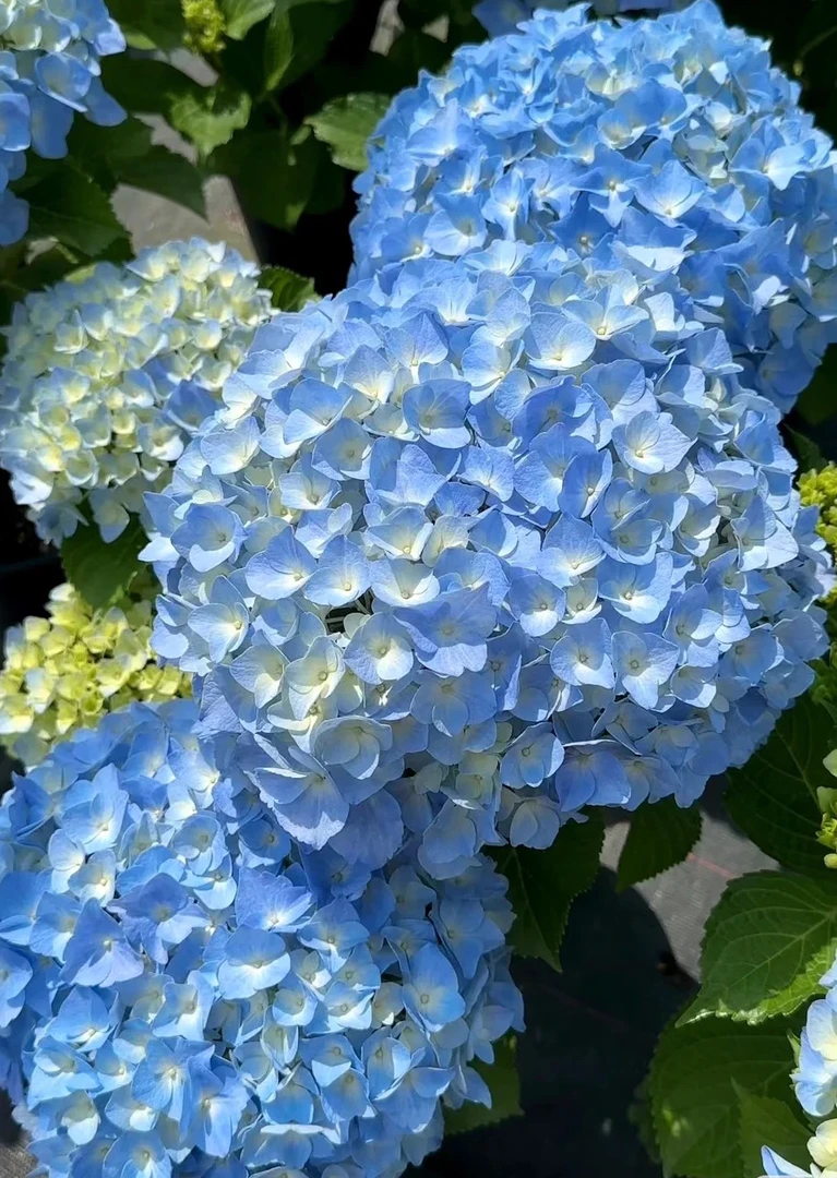 大海蓝一物一拍基地直发(已发货不支持仅退款和拒签）