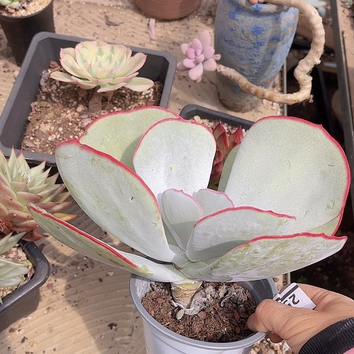 白眉2525多肉植物