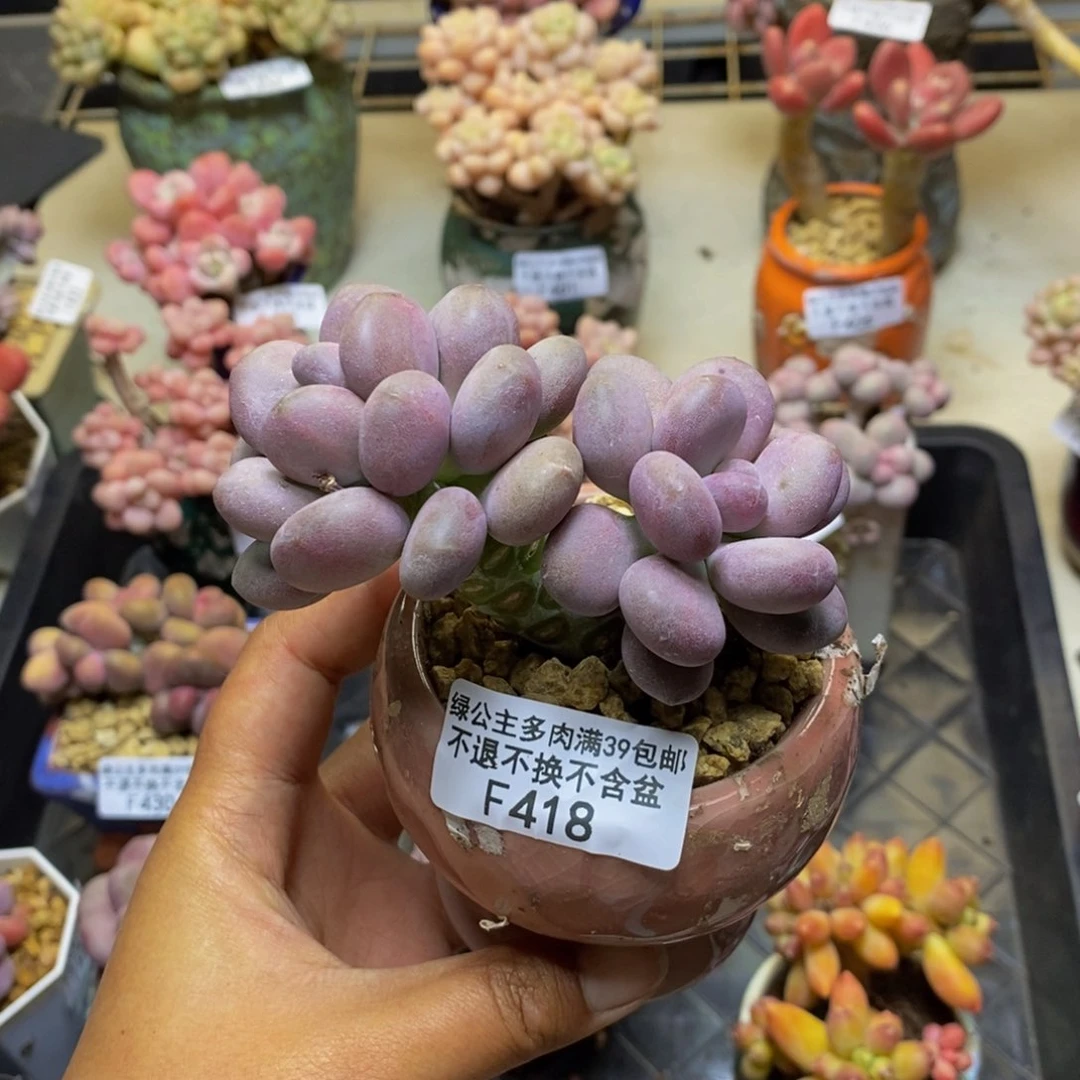 鸣*418月美人多肉7c m