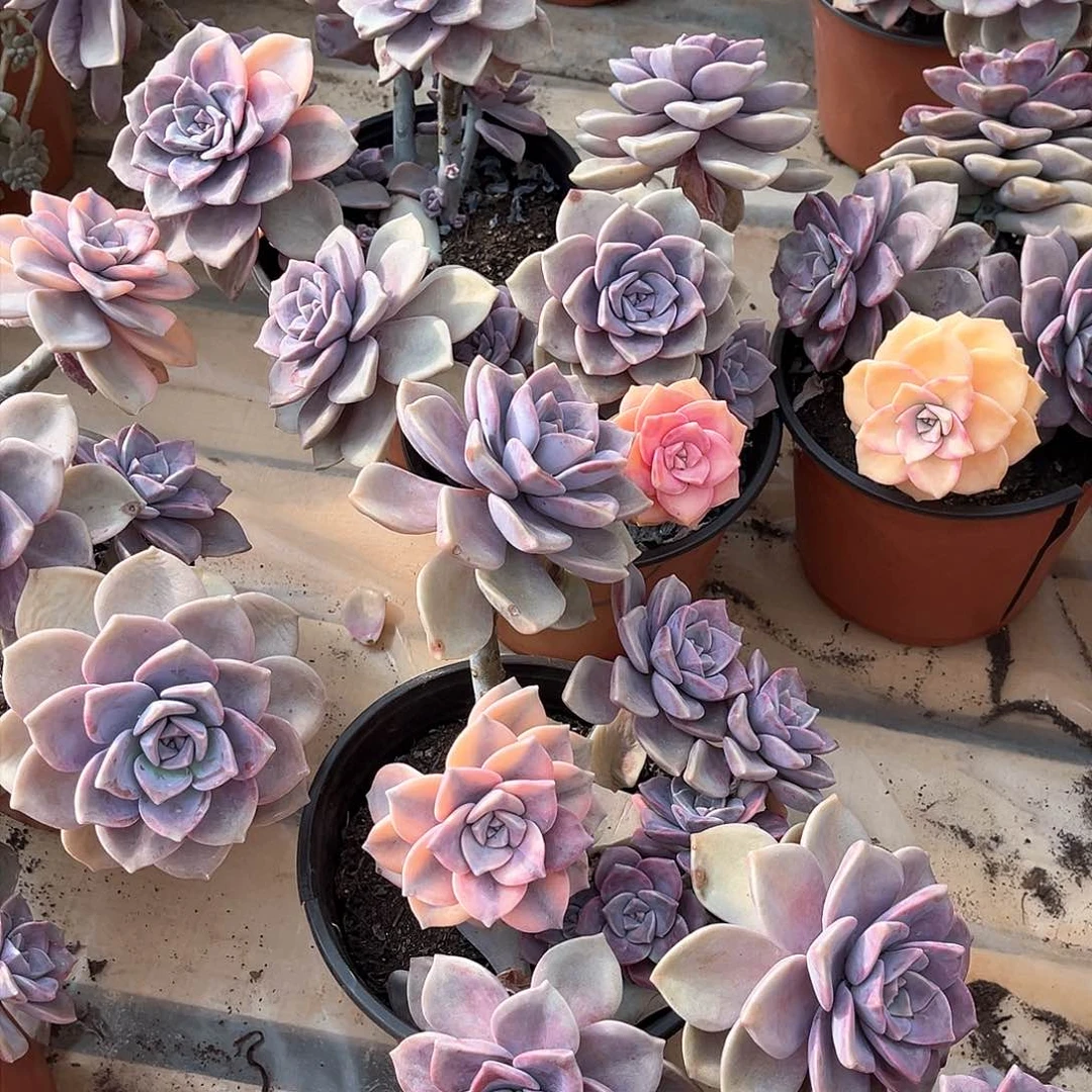 多肉植物紫乐带一个景头18