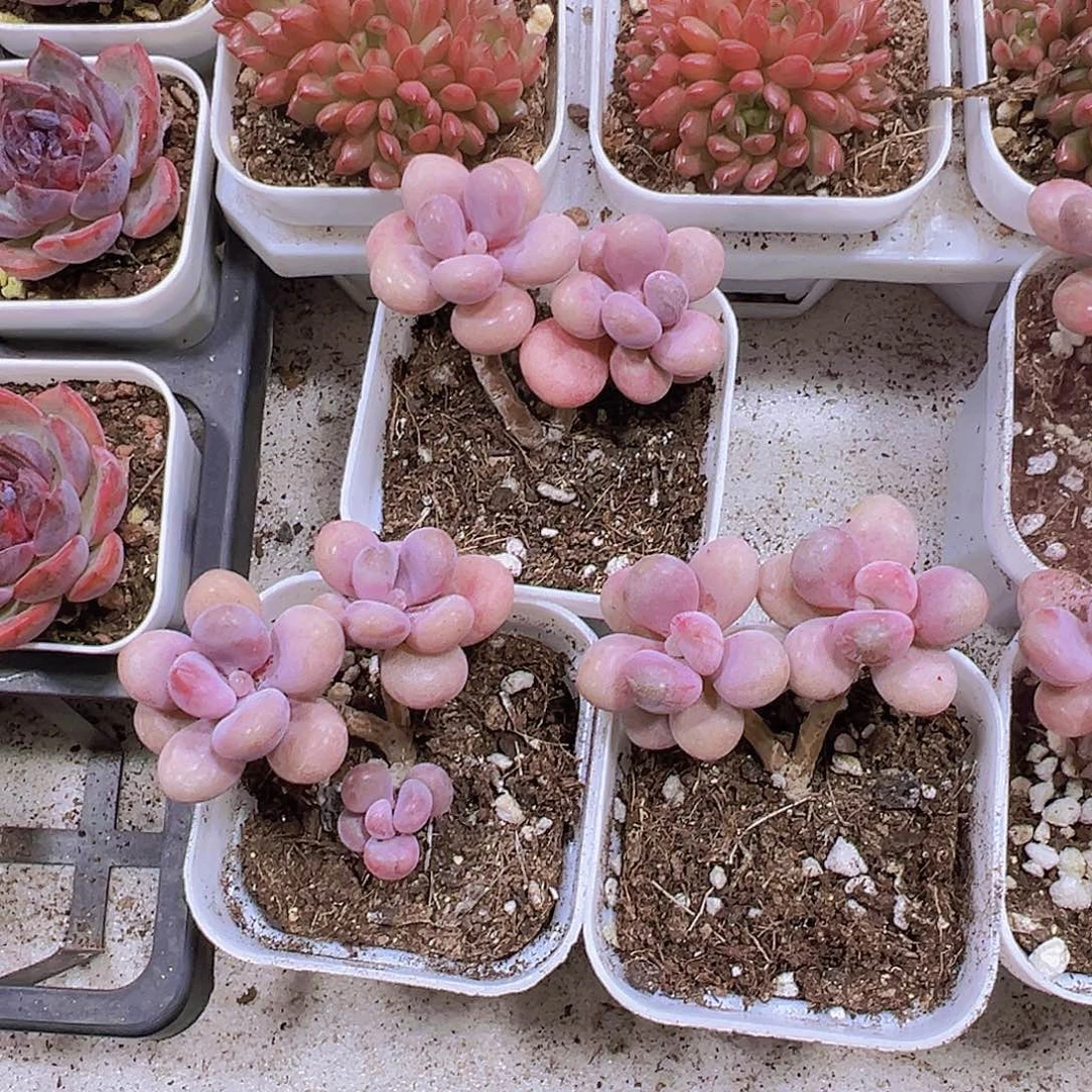 双头老桩丸叶桃蛋19包邮