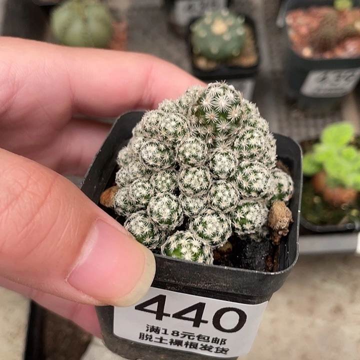 440弥山（满18包邮）