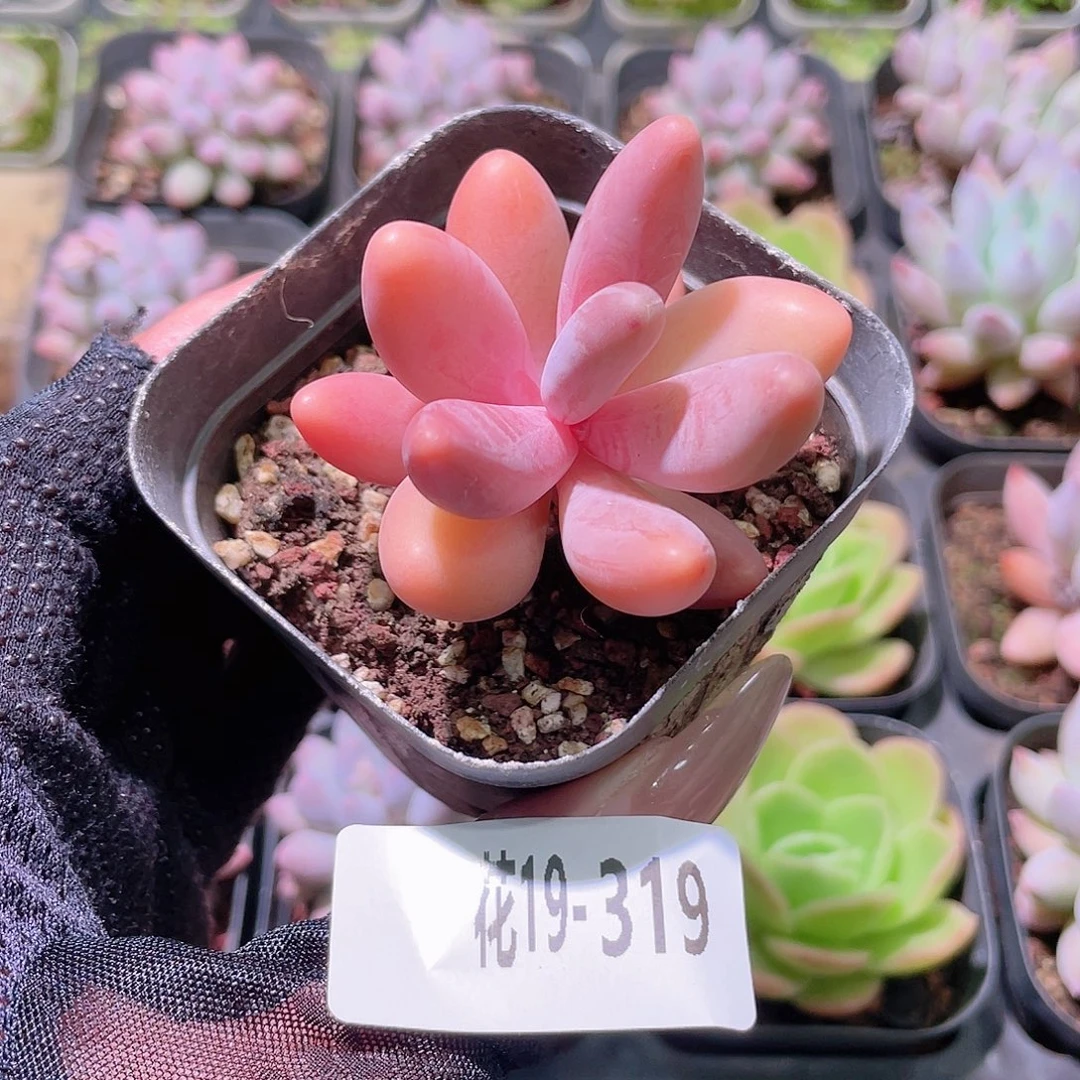 花利美19-319红手指