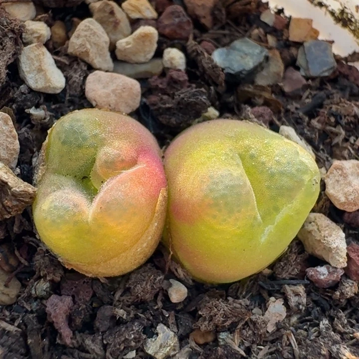 1559带盆556698998999