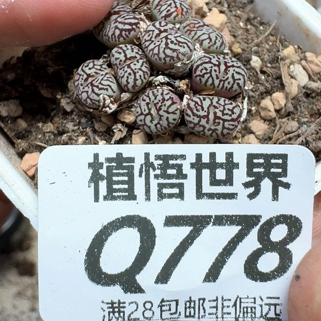 多肉植物的润泽吃v