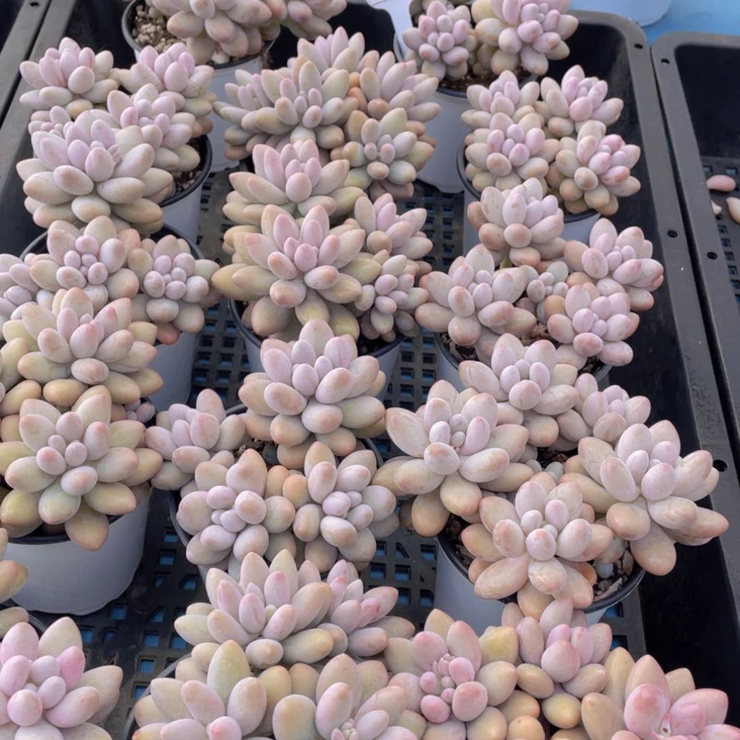 量拍47号汤圆美人大群生高腿一个